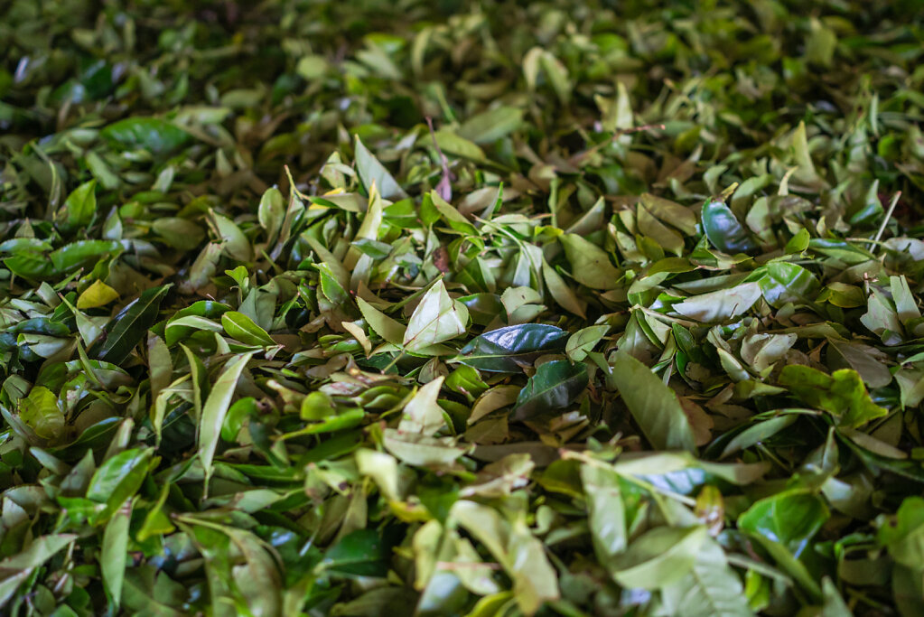 190107-RX1-1237-LKA0304-EDIT.jpg