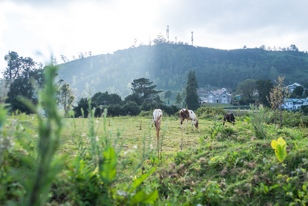 190104-RX1-1548-LKA9980-EDIT.jpg