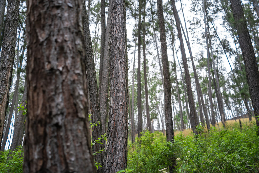 190111-RX1-1537-LKA1168-EDIT.jpg