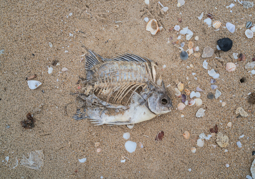 190204-RX1-1714-LKA4122-EDIT.jpg