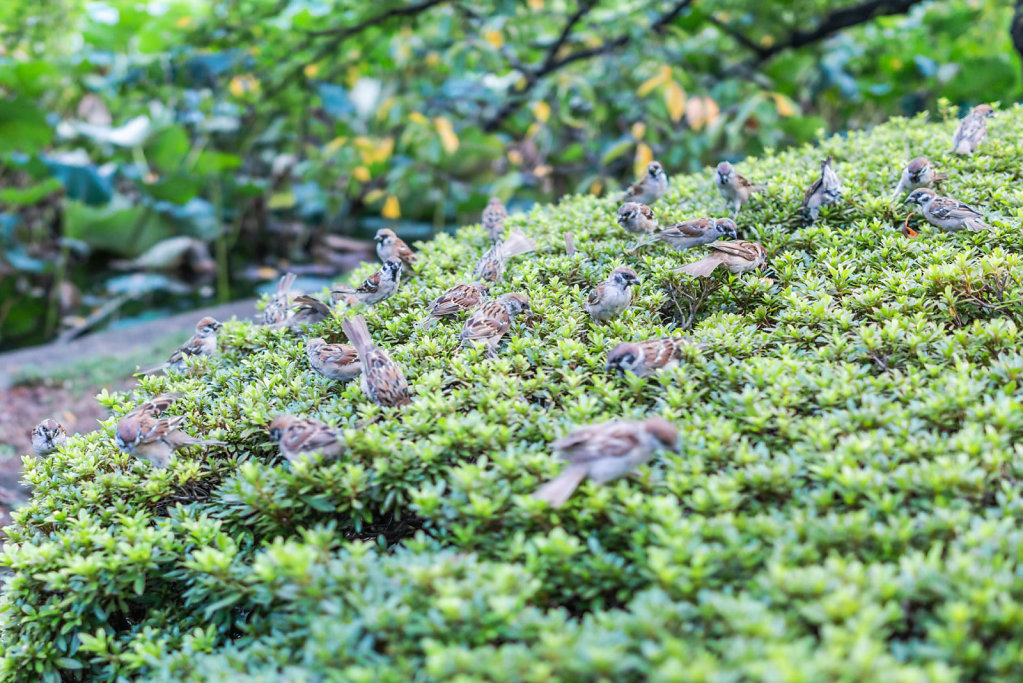 190919-RX1-1616-JPN7606-EDIT.jpg