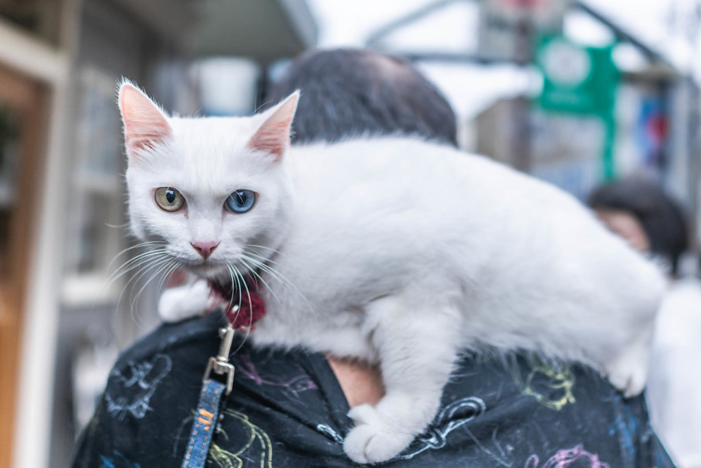 190916-RX1-1453-JPN7437-EDIT.jpg