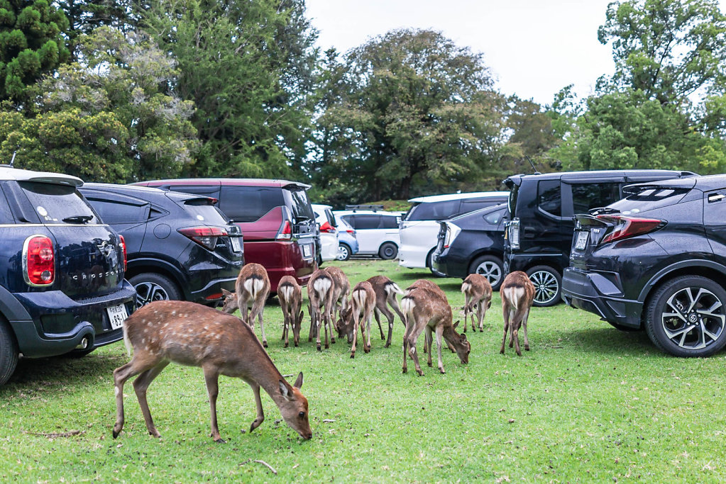 190924-RX1-1651-JPN8190-EDIT.jpg