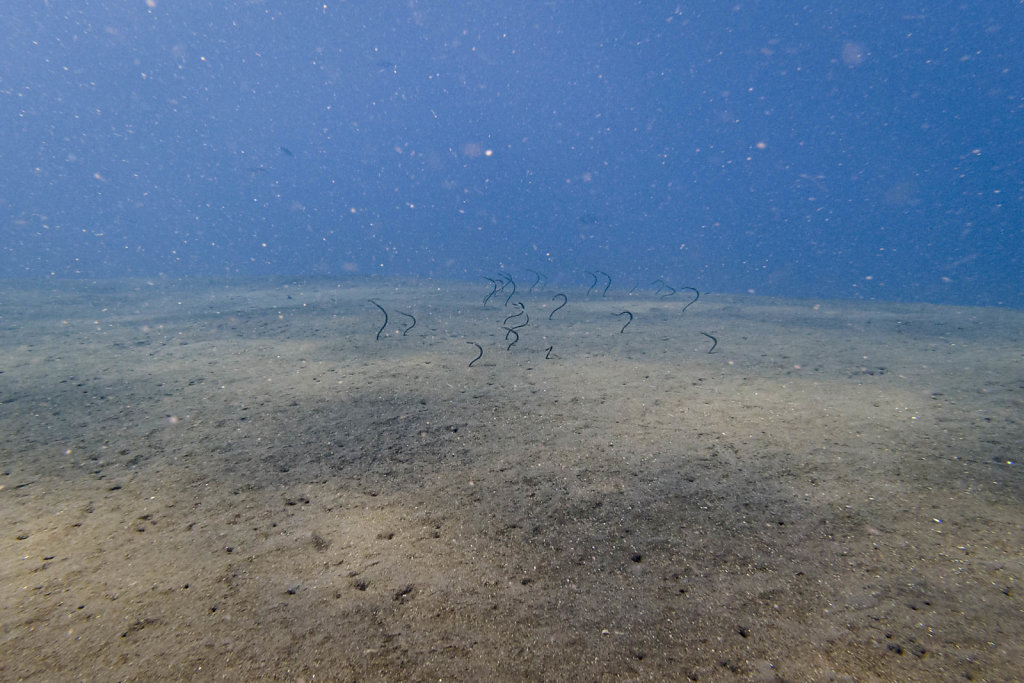 191116-DJI-1424-IDN0814-EDIT.jpg