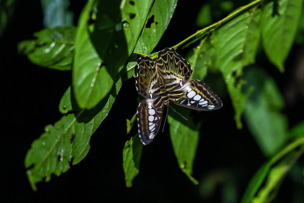 191125-RX1-2049-MYS1582-EDIT.jpg