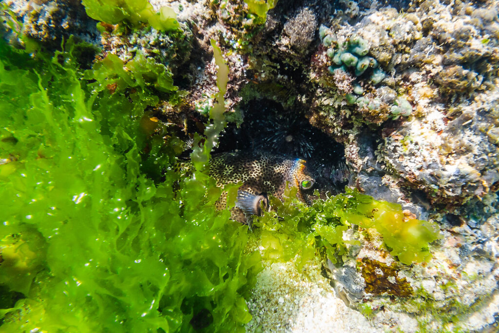 191224-DJI-1500-IDN0311-EDIT.jpg