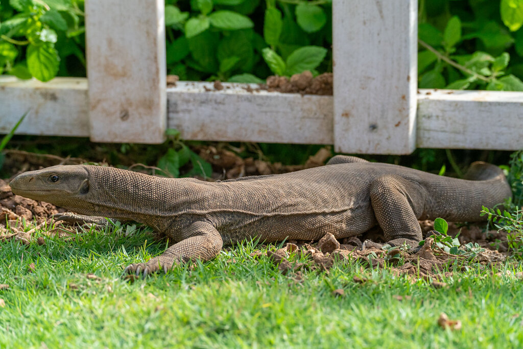 DSC9324-Blog.jpg