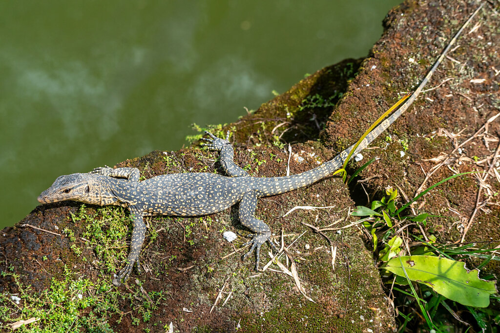 DSC9711-Blog.jpg